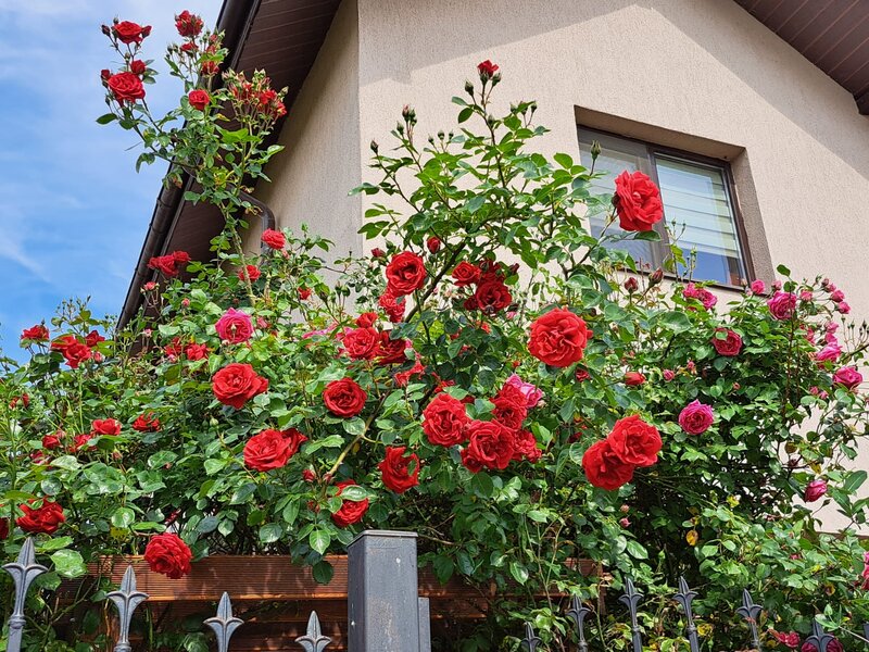 Safirului Bragadiru Vila P+1, 4 camere, 2 bai, sp 112 mp,teren 300 mp,